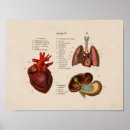 Recherche de español art Anatomie