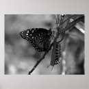 Recherche de papillon noir et blanc posters Nature