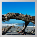 Recherche de driftwood posters Beach