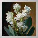Recherche de floraison posters Imprimé botanique