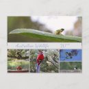 Zoek naar australische dieren posters Vogels