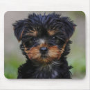 Recherche de chiot yorkie tapis souris Chiots