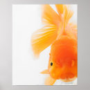 Zoek naar goudvis posters Zwemmen
