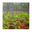 Recherche de croissance carreaux Image de couleur