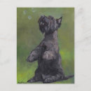 Recherche de chien écossais cartes postales Portrait