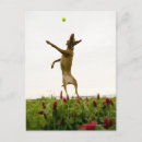 Recherche de de balle de tennis cartes postales Animal