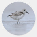 Recherche de oiseau de mer autocollants Océan