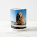 Recherche de golden retriever Plage