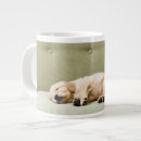 Recherche de puppy tasses Animaux domestiques