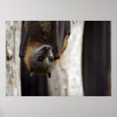 Recherche de halloween bats posters Chauve souris