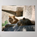 Zoek naar dierentuin posters Afrika