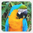 Recherche de macaw autocollants Nature