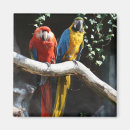 Recherche de écarlate magnets Tropical