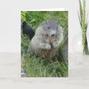 Zoek naar marmot kaarten Grondhok