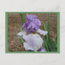Recherche de iris bleu cartes postales Jardin