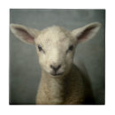 Zoek naar lam tegels Schapen