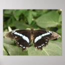 Recherche de papillon noir et blanc posters Animaux