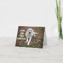 Recherche de grands pyrénées vœux cartes Dog