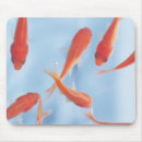 Recherche de fruits mer tapis souris Animal