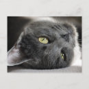 Recherche de mensonges cartes postales Chaton