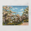 Recherche de dogwood cartes postales Bois de chien