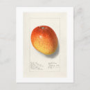 Recherche de mangue cartes postales Botanique
