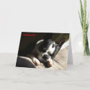 Recherche de pipi cartes postales Chien