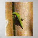 Zoek naar gekko posters Hawaïaans