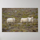 Zoek naar schapen posters Veld