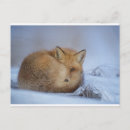 Zoek naar fox briefkaarten Wilde dieren