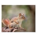Recherche de écureuil rouge Animal
