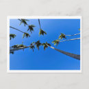 Recherche de arbres tropicaux cartes postales Palmier