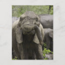 Recherche de éléphant africain cartes postales Afrique du sud