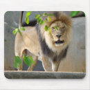 Recherche de chat sauvage électronique Zoo