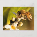 Recherche de mangroves cartes postales Floride