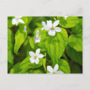 Recherche de joyce cartes postales Randonnée