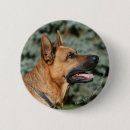 Recherche de deutscher badges Schaferhund de deutscher