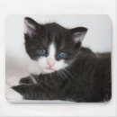 Recherche de chat blanc tapis souris Femme de chat