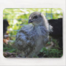 Recherche de poussin pâques tapis souris Poulet