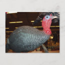 Recherche de dindons cartes postales Animaux