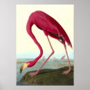 Zoek naar amerikaanse flamingo posters Vogels