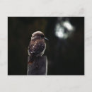 Recherche de oiseau australien cartes postales Kookaburra