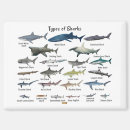 Recherche de requin magnets Faune