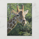 Zoek naar giraffen briefkaarten Hallo