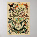 Recherche de papillon vintage posters Insecte
