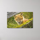 Zoek naar rode vos posters Horizontaal