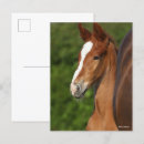 Recherche de tête de cheval cartes postales Bob langrish