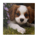 Recherche de cavalier carreaux Chiots