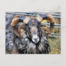 Zoek naar rammen posters Landbouwhuisdieren