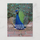 Recherche de paons cartes postales Nature